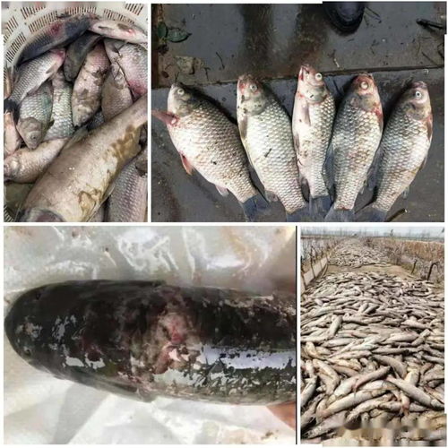 2020年上半年三臺內陸水產養殖狀況概述與銷售效果跟蹤分析