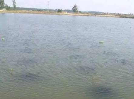 內陸水產養殖新手指南 水質鑒別與銷售策略