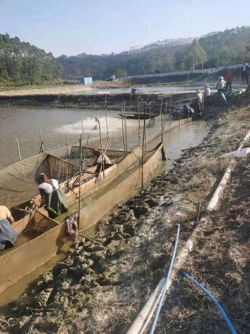 蓬江區榮獲省級水產健康養殖與生態養殖示范區認定，引領內陸水產養殖銷售新風向